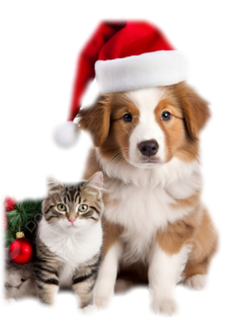 Cat & Dog